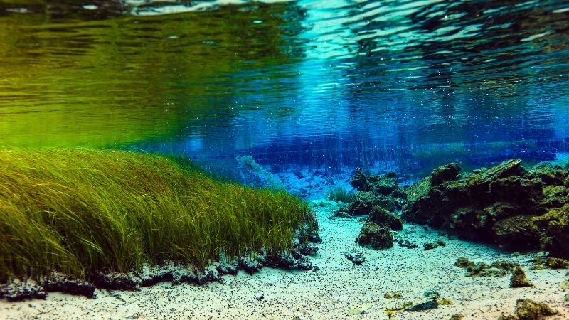 IUCN: Dünyadaki Tatlı Su Balıklarının Dörtte Biri Yok Olabilir...