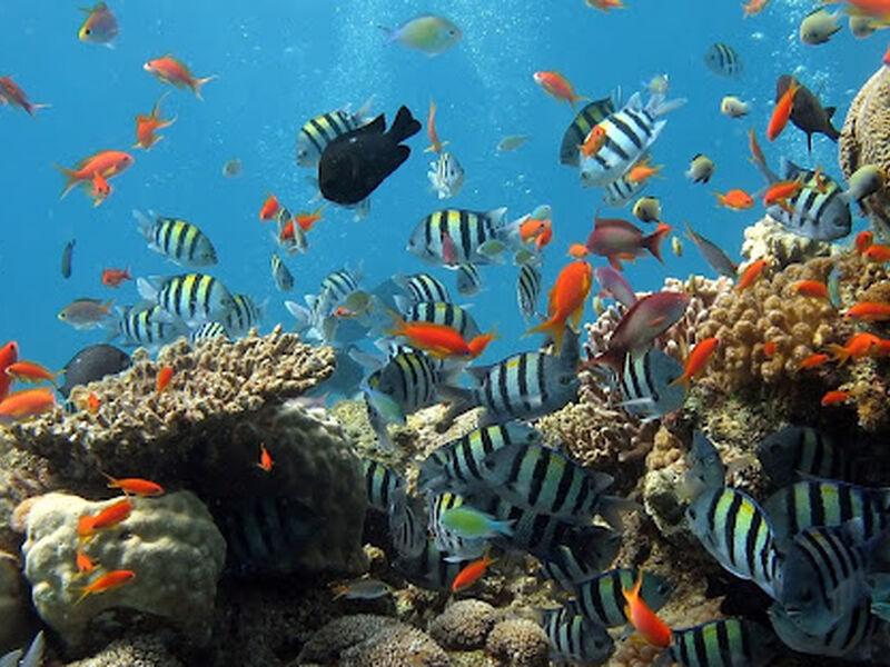 ANKARA’DAN  MAXİ HERŞEY DAHİL SHARM TURU Pegasus Havayolları ile 3 gece