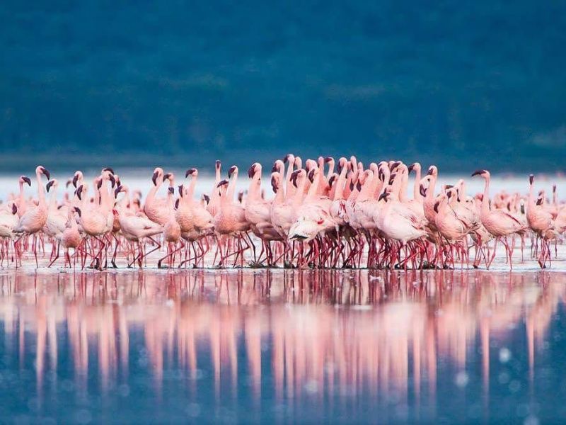 ELEGANT KENYA BÜYÜK GÖÇ - 6 Gece - Thy (NBO-NBO)