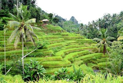 BALİ & KUALA LUMPUR & SİNGAPUR TURU Türk Hava Yolları ile 8 gece