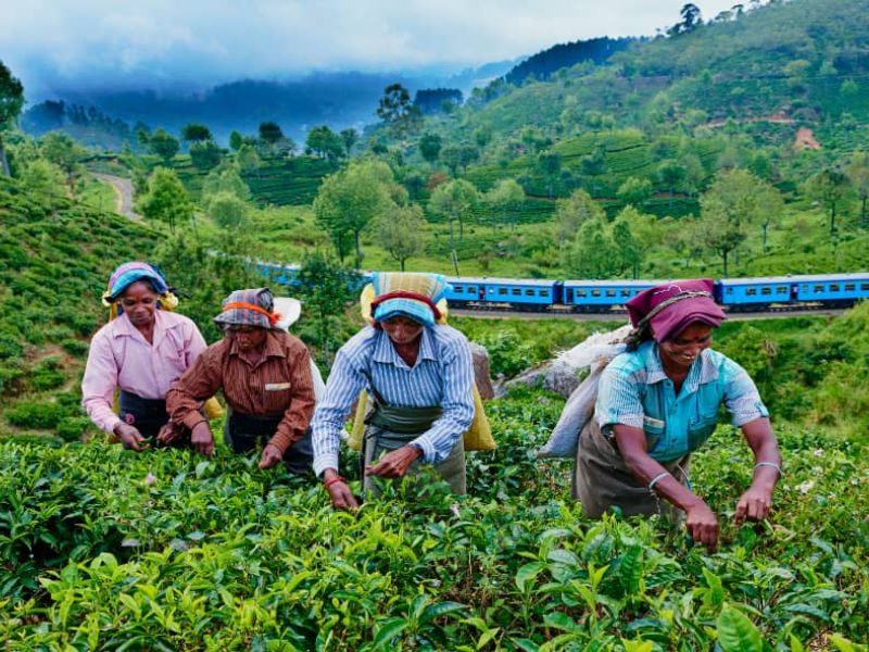 ELEGANT SRI LANKA Air Arabia Hava Yolları ile 5 Gece