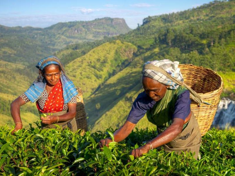 ELEGANT SRI LANKA Türk Hava Yolları ile 6 Gece