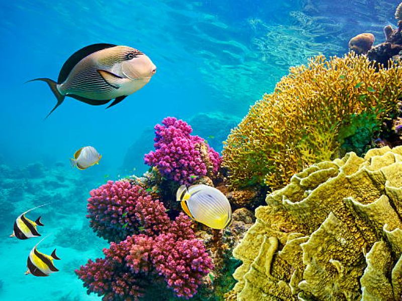 SHARM EL SHEIKH & (İSKENDERİYE) & KAHİRE TURU Pegasus Havayolları ile 4 gece