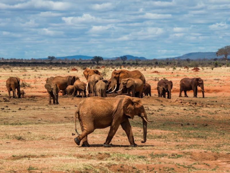 Dolu Dolu Kenya Safari Turu Rotası