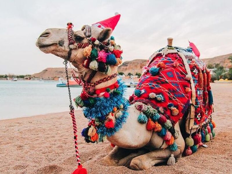 ANKARA'dan KIZILDENİZ RÜYASI; PRESTİJ SHARM EL SHEIKH PEGASUS Hava Yolları ile 4 Gece 5 Gün (452)