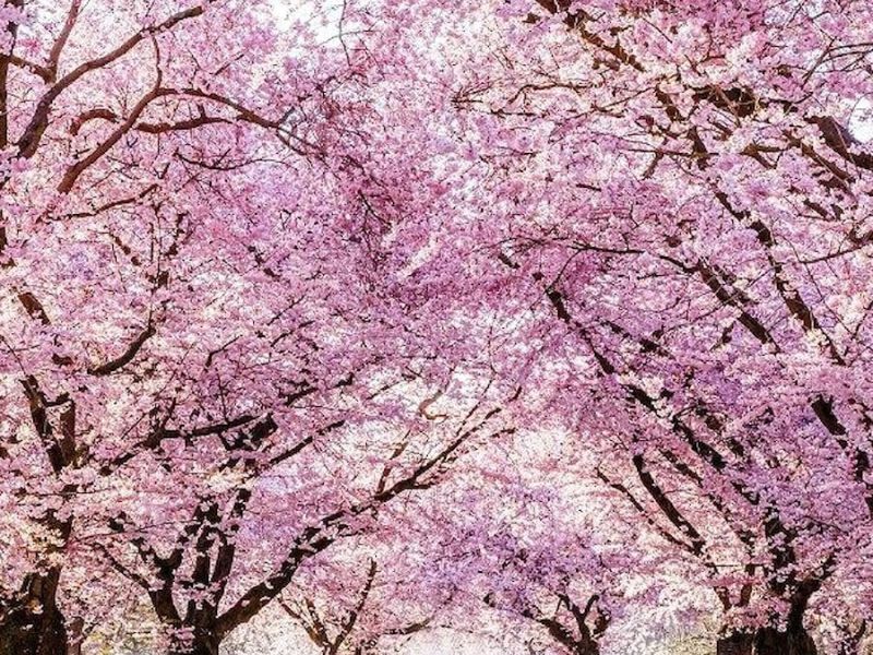Yılbaşı Özel Dolu Dolu Japonya Turu Mistik Rotalar