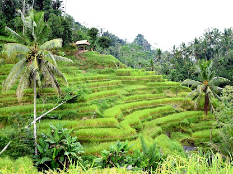 BALİ VE PHUKET İLE FENOMEN UZAK DOĞU TURU SİNGAPUR HAVA YOLLARI İLE 10 GECE
