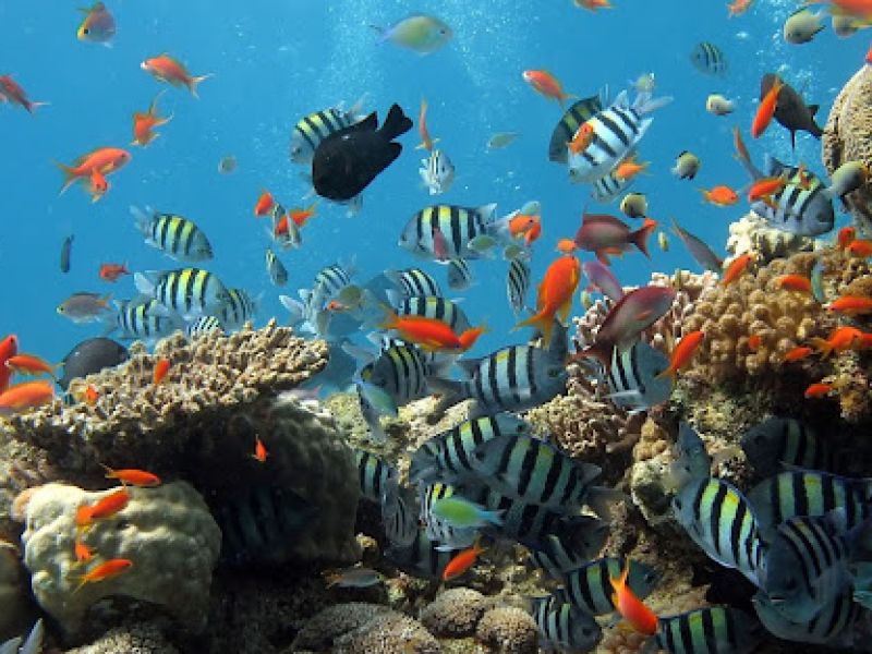 SHARM EL SHEIKH & KAHİRE TURU PEGASUS HAVA YOLLARI İLE 4 GECE